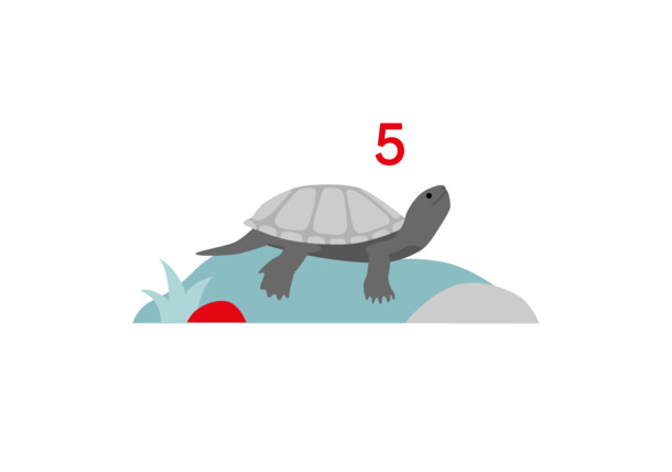     Illustration: Schildkröte 